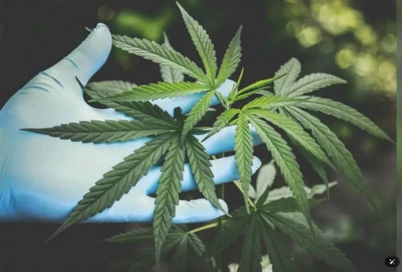 「免簽」助推旅遊熱潮，「大麻」卻成毒害，泰國總理痛斥大麻政策，急需修正！